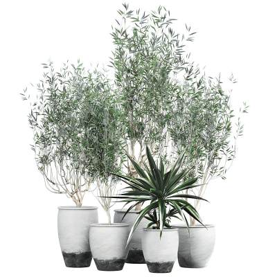 现代绿植盆景-14